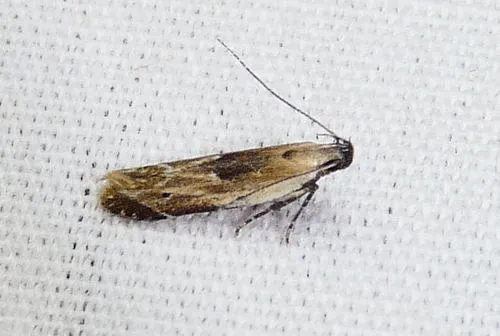 Monochroa gilvolinella - Hodges#1710