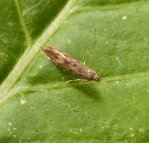 Monochroa lucidella - photo 2