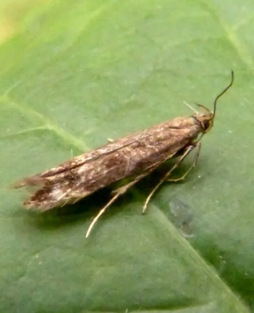 Monochroa lucidella - photo 3