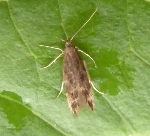 Monochroa lucidella - photo 4