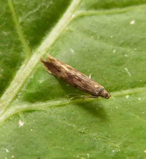 Monochroa lucidella - photo 5