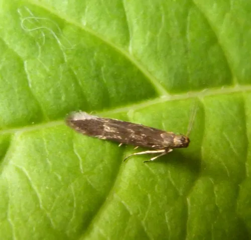 Monochroa lucidella - photo 6