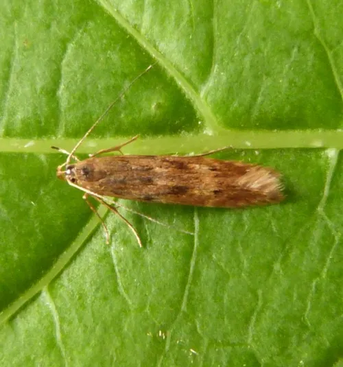Monochroa lucidella - photo 7