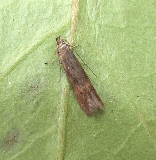 Monochroa lucidella - photo 8