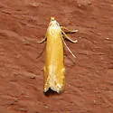 Monochroa placidella - Hodges#1715
