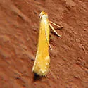 Monochroa placidella - Hodges#1715 - photo 2