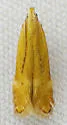 Monochroa placidella - Hodges#1715 - photo 3