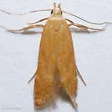 Monochroa placidella - Hodges#1715 - photo 4