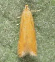 Monochroa placidella - Hodges#1715 - photo 5
