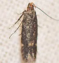 Monochroa pullusella - Hodges#1757 - photo 2