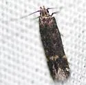 Monochroa pullusella - Hodges#1757 - photo 3