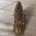 Monochroa pullusella - Hodges#1757 - photo 4