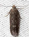 Monochroa pullusella - Hodges#1757 - photo 5
