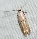 Monochroa quinquepunctella - Hodges#1716