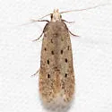 Monochroa quinquepunctella - Hodges#1716 - photo 2