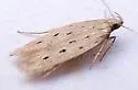 Monochroa quinquepunctella - Hodges#1716 - photo 3