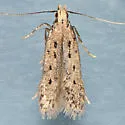 Monochroa quinquepunctella - Hodges#1716 - photo 4