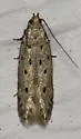 Monochroa quinquepunctella - Hodges#1716 - photo 5