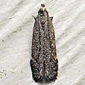 Monochroa robusta - Hodges#1760 - photo 2