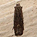 Monochroa robusta - Hodges#1760 - photo 3