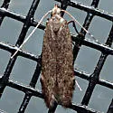 Monochroa robusta - Hodges#1760 - photo 4