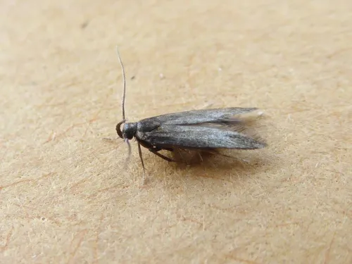 Monochroa tenebrella - Monochroa tenebrella