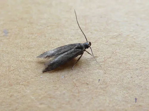 Monochroa tenebrella - photo 2