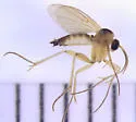 Monoclona rufilatera