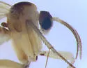Monoclona rufilatera - photo 2