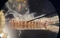 Monocorophium cylindricum