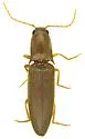 Monocrepidius athoides