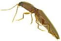 Monocrepidius athoides - photo 2