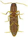Monocrepidius athoides - photo 3