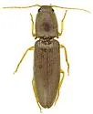 Monocrepidius athoides - photo 5