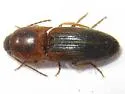 Monocrepidius auritus