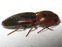 Monocrepidius auritus - photo 2