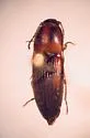 Monocrepidius auritus - photo 4