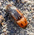 Monocrepidius auritus - photo 5