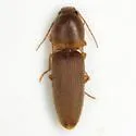 Monocrepidius aversus