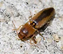 Monocrepidius aversus - photo 2