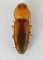 Monocrepidius aversus - photo 3