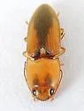 Monocrepidius aversus - photo 4