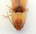 Monocrepidius aversus - photo 5