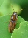 Monocrepidius bellus