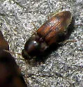 Monocrepidius bellus - photo 2