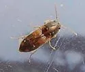 Monocrepidius bellus - photo 3