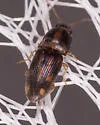 Monocrepidius bellus - photo 4