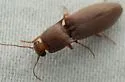 Monocrepidius bifoveatus