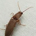 Monocrepidius bifoveatus - photo 2