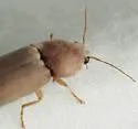 Monocrepidius bifoveatus - photo 4